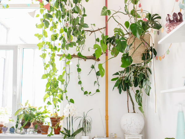 PLANTAS