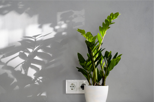 Zamioculcas