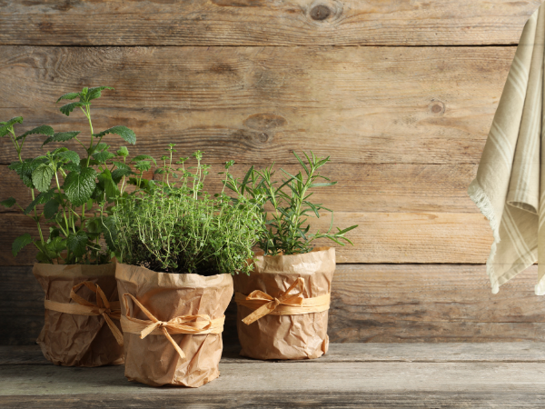 elementos botânicos na decoração
